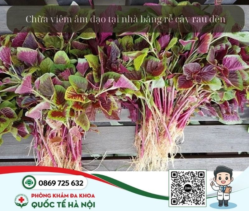 cách chữa viêm âm đạo tại nhà bằng rễ cây rau dền