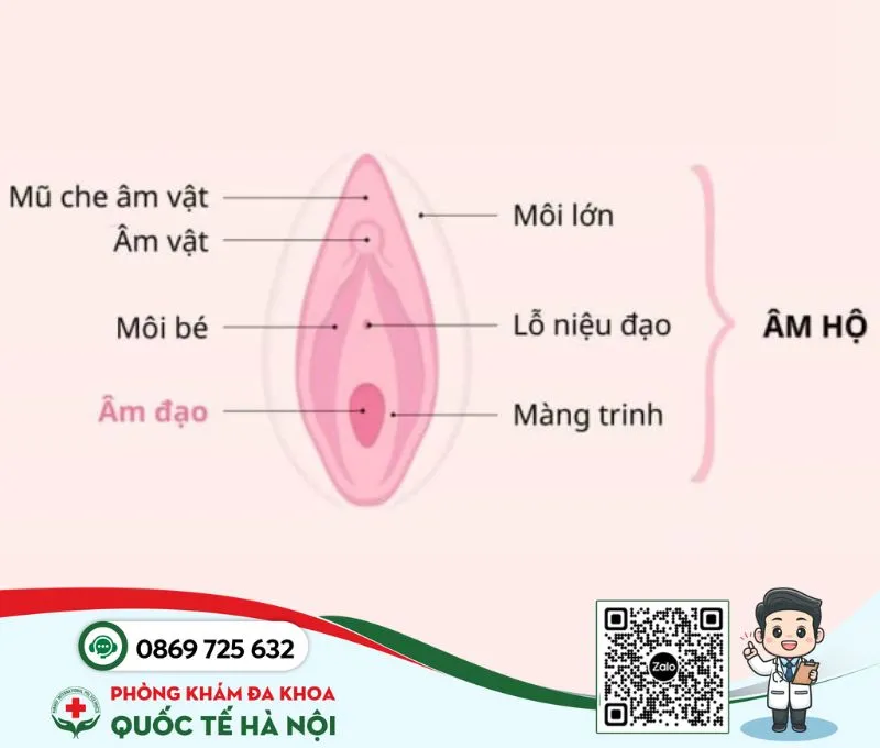 Âm hộ hình dáng như thế nào?