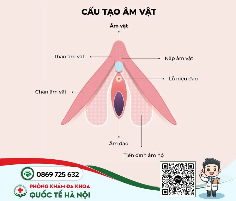 Âm vật nằm ở đâu trông như thế nào