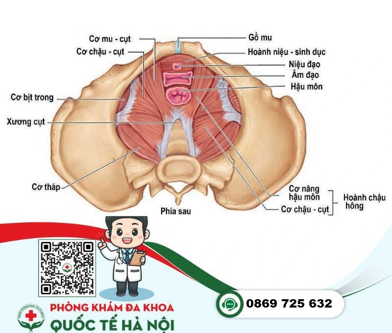 Bệnh phụ khoa sàn chậu thường gặp sau mang thai