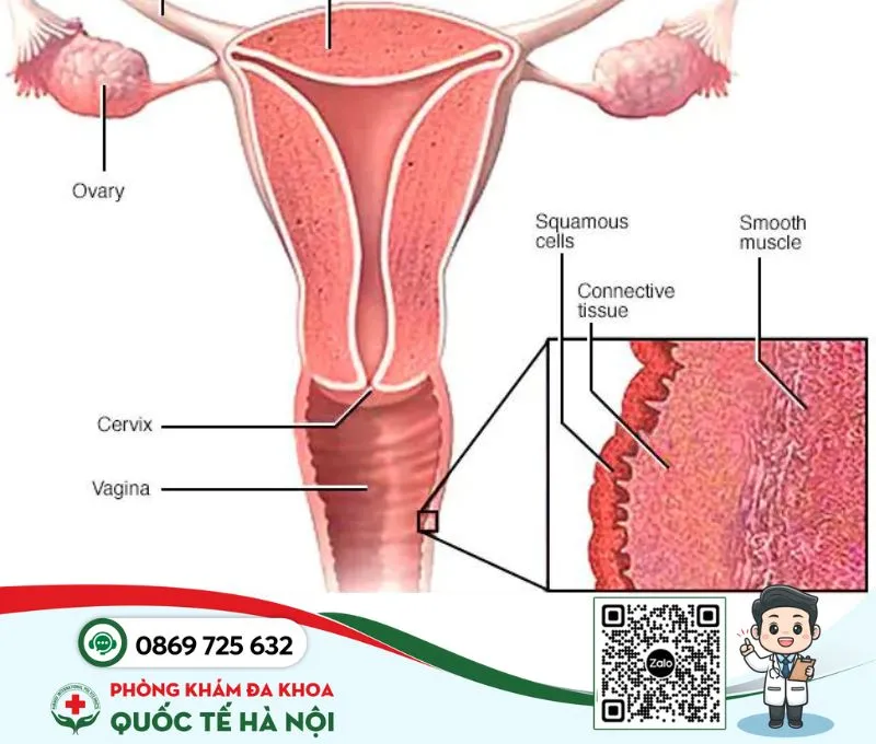 Vị trí âm đạo trong hệ sinh dục nữ