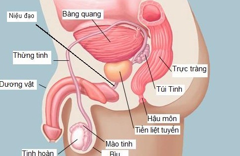 Phì đại tuyến tiền liệt